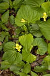 Downy yellow violet